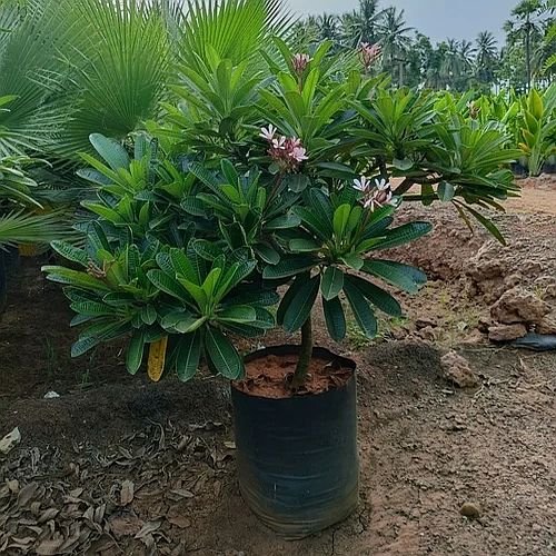 Frangipani Plants