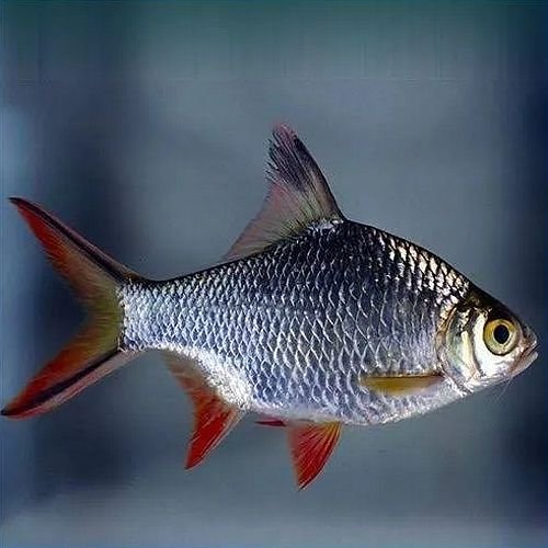 Fresh Barb Fish