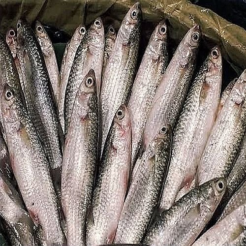 Fresh Labeo Bata Fish