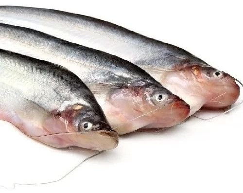 Fresh Pabda Fish
