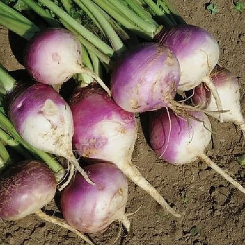 Fresh Turnip
