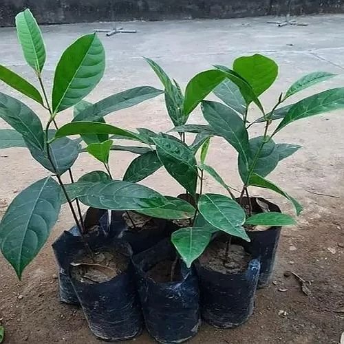 Jackfruit Plant