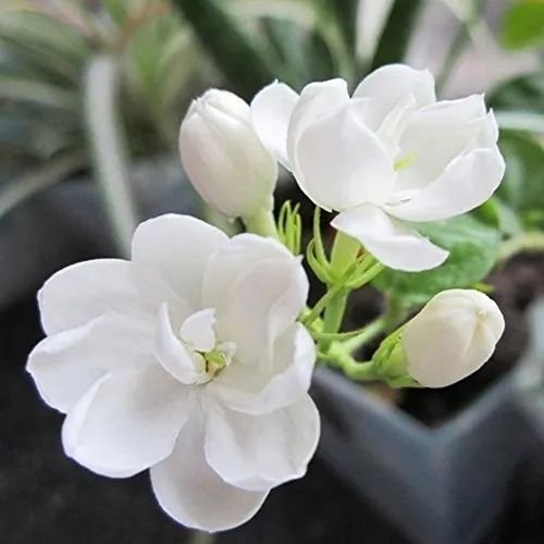 Jasmine Flowers