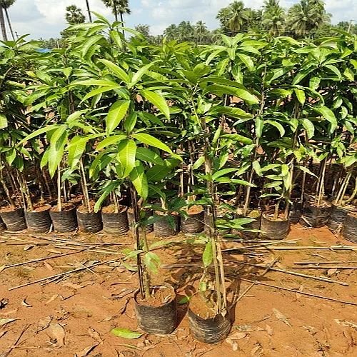 Mango Plant