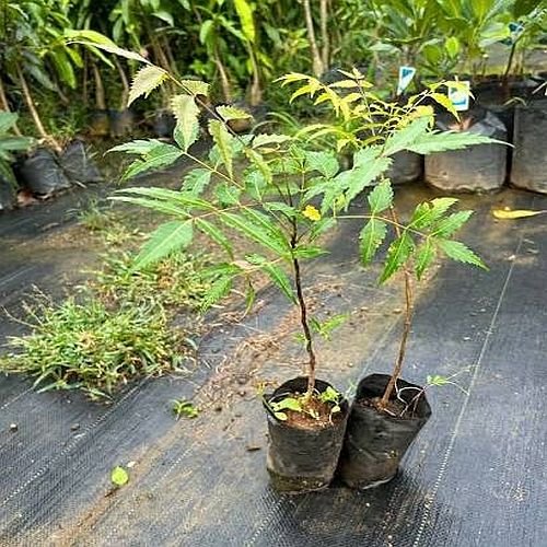 Neem Plants