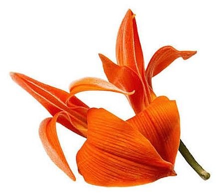 Palash Flower