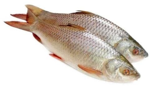 Fresh Rohu Fish