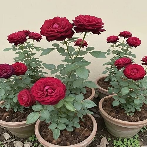 Rose Plants