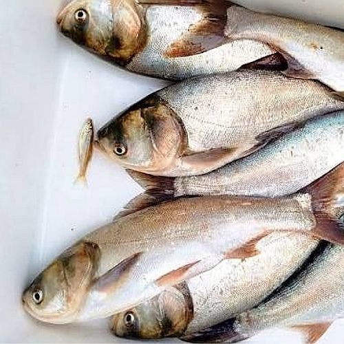 Fresh Silver Carp Fish