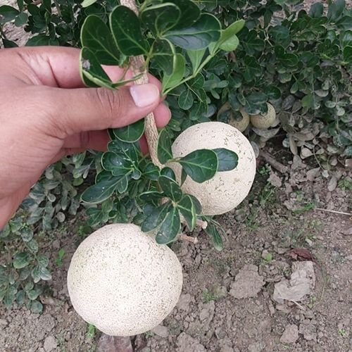 Wood Apple Plant