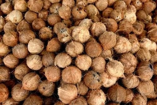 Coconut Collection