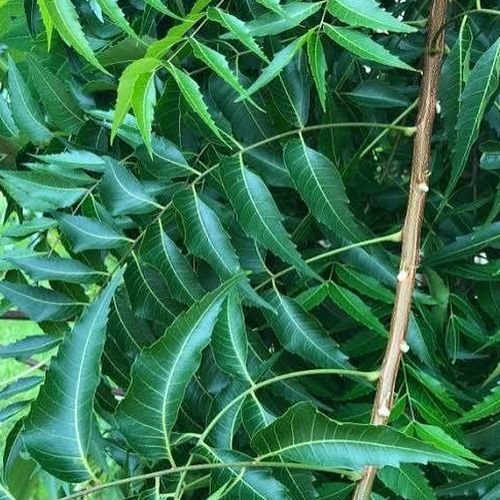 Neem Leaves