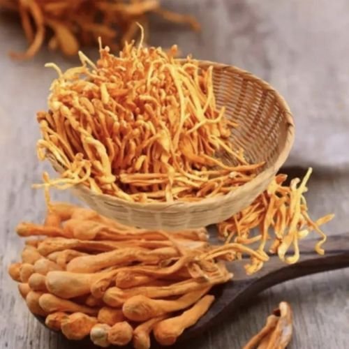 Cordyceps Militaris Mushroom