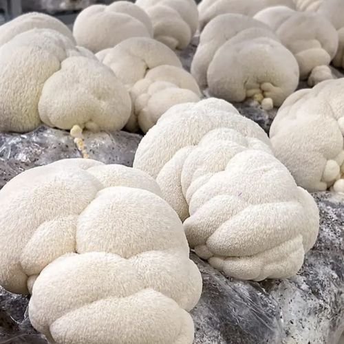 Fresh Lions Mane Mushroom