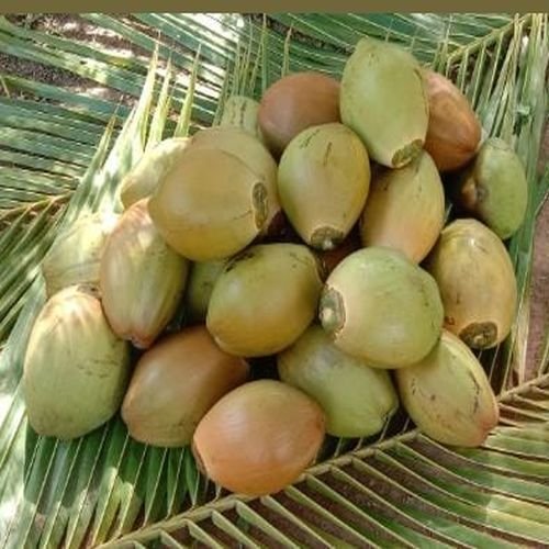 Green Tender Coconut