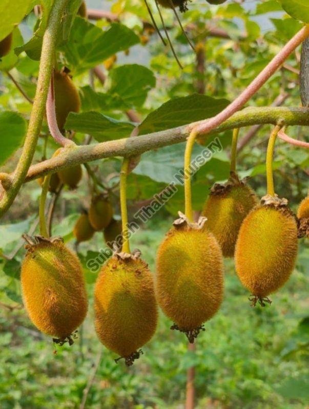 Kiwi Fruit