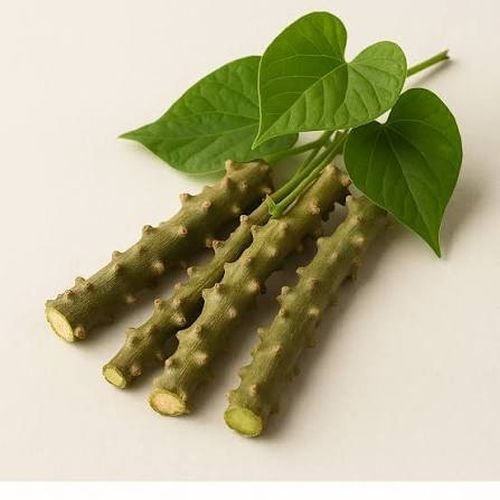 Giloy Stem