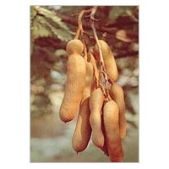  Kernel Tamarind