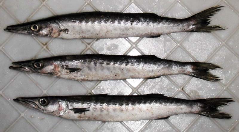 Barracuda Fish