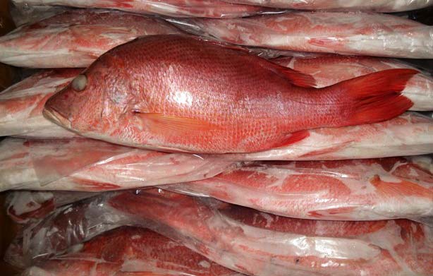 Blood Red Snapper Fish