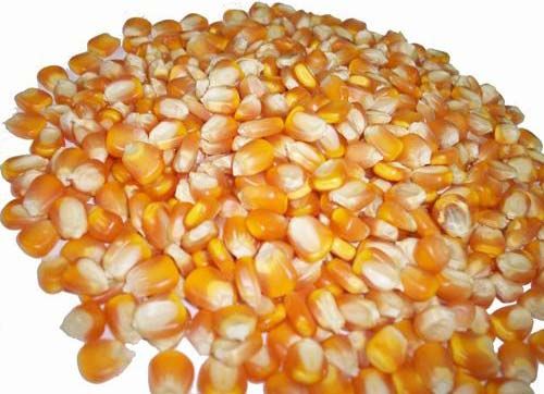 Maize 01