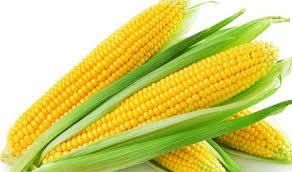 Maize 02