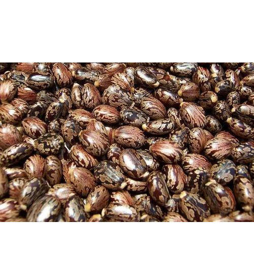 Castor Seeds