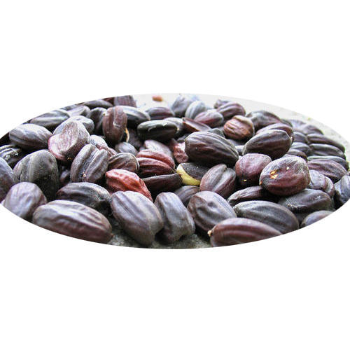 Jojoba Seeds