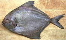 Black Pomfret