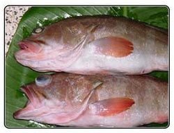 Fresh Reef Cod Fish