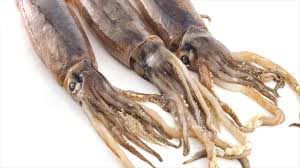 Fresh Squid Fish