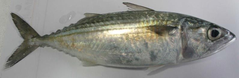Indian Mackral