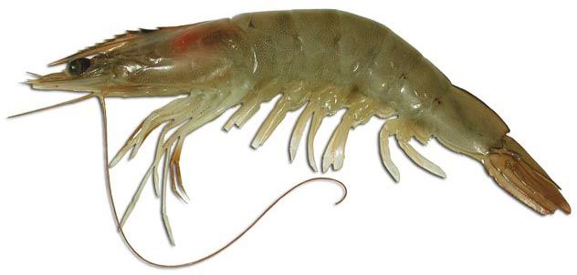 Vannamie Prawns