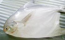 White Pomfret