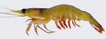 White Prawns (Sea)