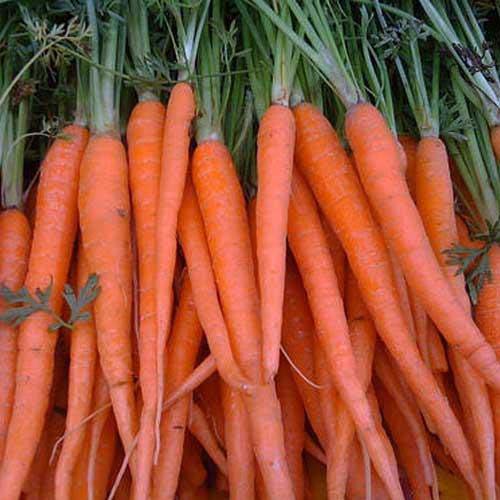 Radhuni Carrot Seeds