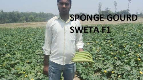 Sweta F-1 Sponge Gourd Seeds