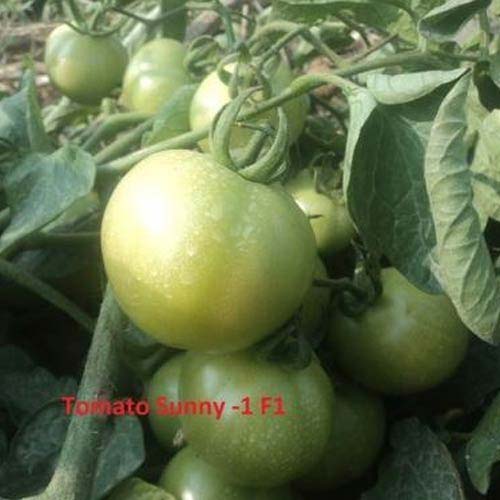 Sunny-F1 Tomato Seeds