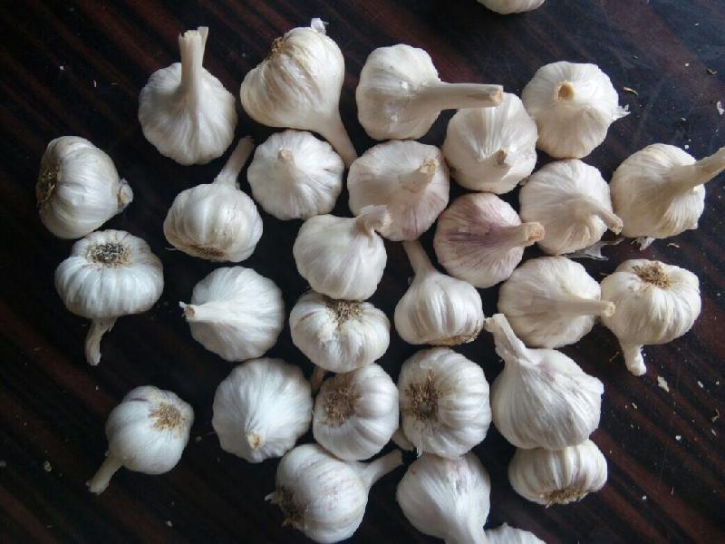 Fresh Garlic 03