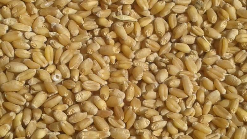 Wheat Seed 03