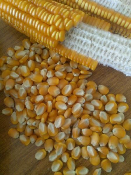 Yellow Maize 02