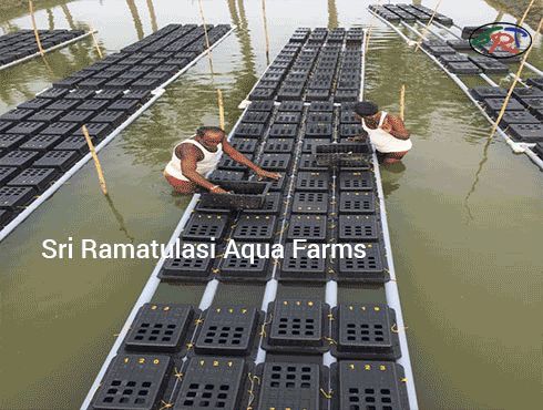 Multi Utility Crab Farming Box 01