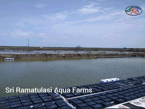 Multi Utility Crab Farming Box 02