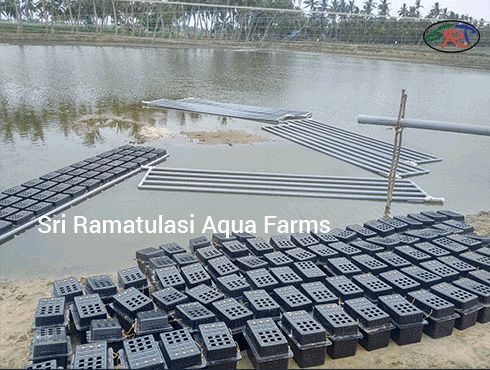 Multi Utility Crab Farming Box 03