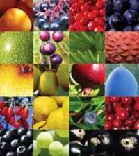 Food Phytochemical