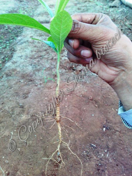 Single Tap Root System