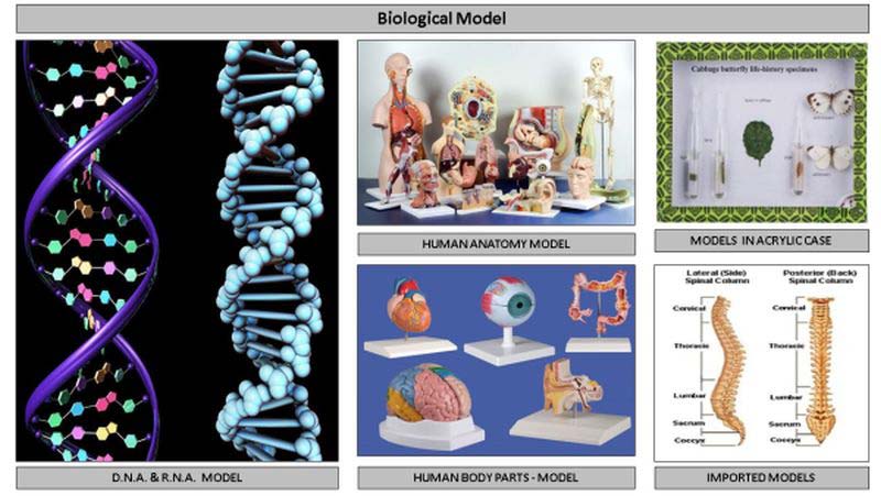 Biological Lab Models