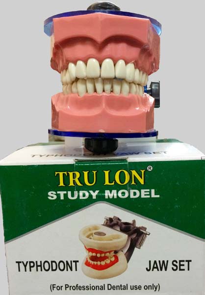 Typodont Jaw Set