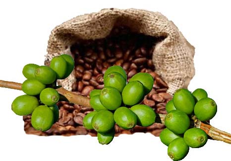 Green Coffee Bean Extract 01