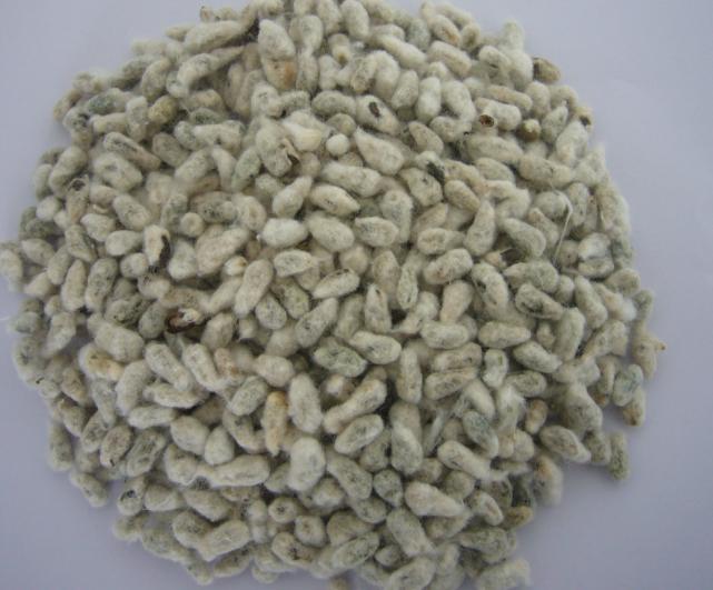 Source Leading Supplier of Best Quality Yellow Color Cotton Seed Cake Feed  for Wholesale Buyers on m.alibaba.com